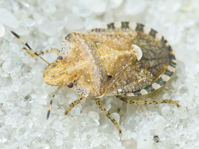 Dyroderes umbraculatus (Fabricius, 1775)